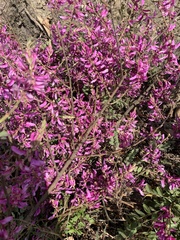 Indigofera tinctoria