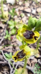 Ophrys sicula