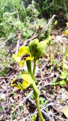 Ophrys sicula