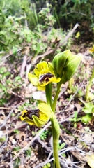 Ophrys sicula