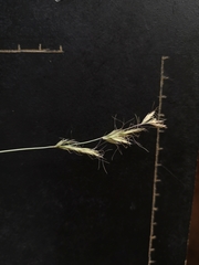 Trisetopsis imberbis