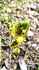 Ophrys sicula