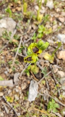 Ophrys sicula