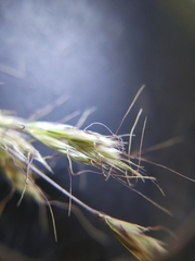 Trisetopsis imberbis