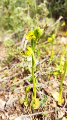 Ophrys sicula