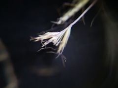 Trisetopsis imberbis