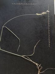 Trisetopsis imberbis