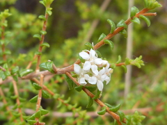 Macrostylis squarrosa
