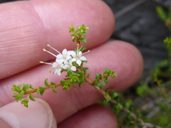 Macrostylis squarrosa