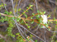 Macrostylis squarrosa