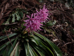 Heloniopsis orientalis