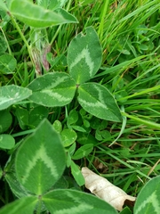 Trifolium pratense