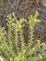 Macrostylis squarrosa