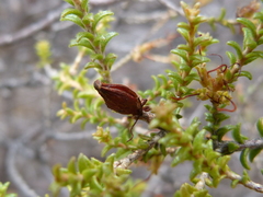 Macrostylis squarrosa