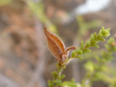 Macrostylis squarrosa