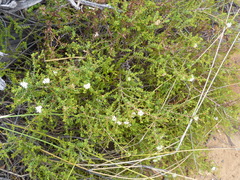 Macrostylis squarrosa