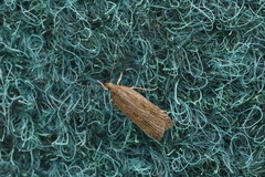 Helcystogramma triannulella