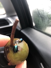 Morphosphaera caerulea