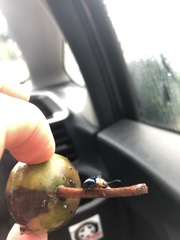 Morphosphaera caerulea