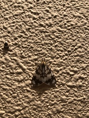 Utetheisa okinawensis