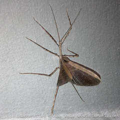 Bactrododema