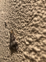 Utetheisa okinawensis