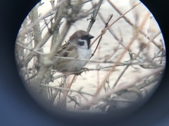 Passer montanus