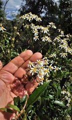 Olearia elliptica