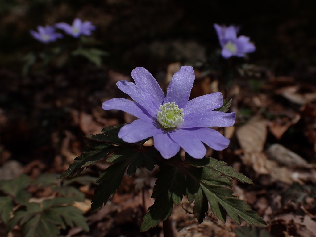 Anemonoides pseudoaltaica