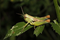 Phaulotettix compressus