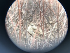Passer domesticus
