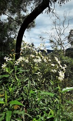 Olearia elliptica