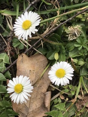 Bellis perennis