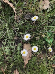 Bellis perennis