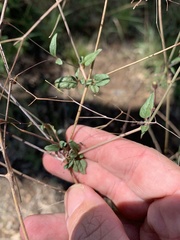 Boerhavia dominii