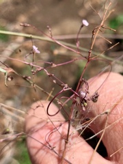 Boerhavia dominii