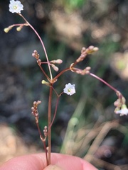 Boerhavia dominii