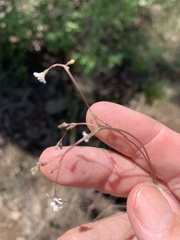 Boerhavia dominii