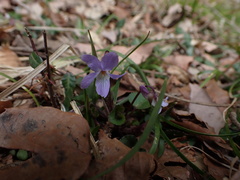 Viola grypoceras