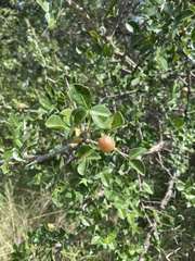 Commiphora pyracanthoides