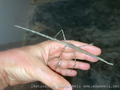 Bactrododema