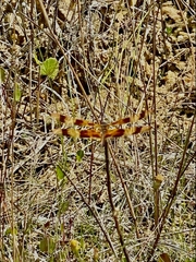 Celithemis