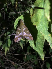 Nephele argentifera