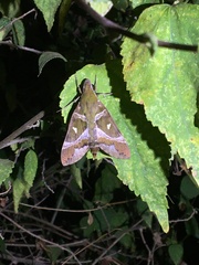 Nephele argentifera
