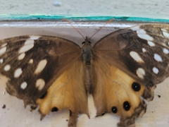 Paralethe dendrophilus