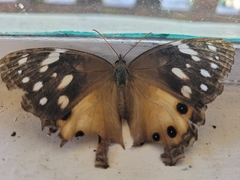 Paralethe dendrophilus