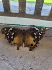 Paralethe dendrophilus