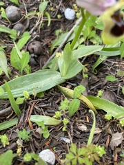 Ophrys tenthredinifera