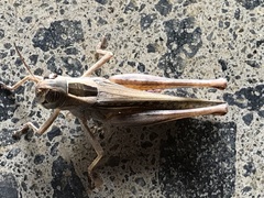 Shirakiacris shirakii