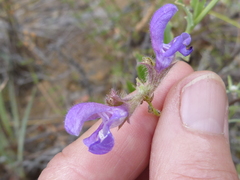 Salvia albicaulis